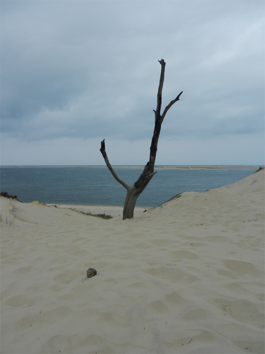 bois mort sur dune de sable
