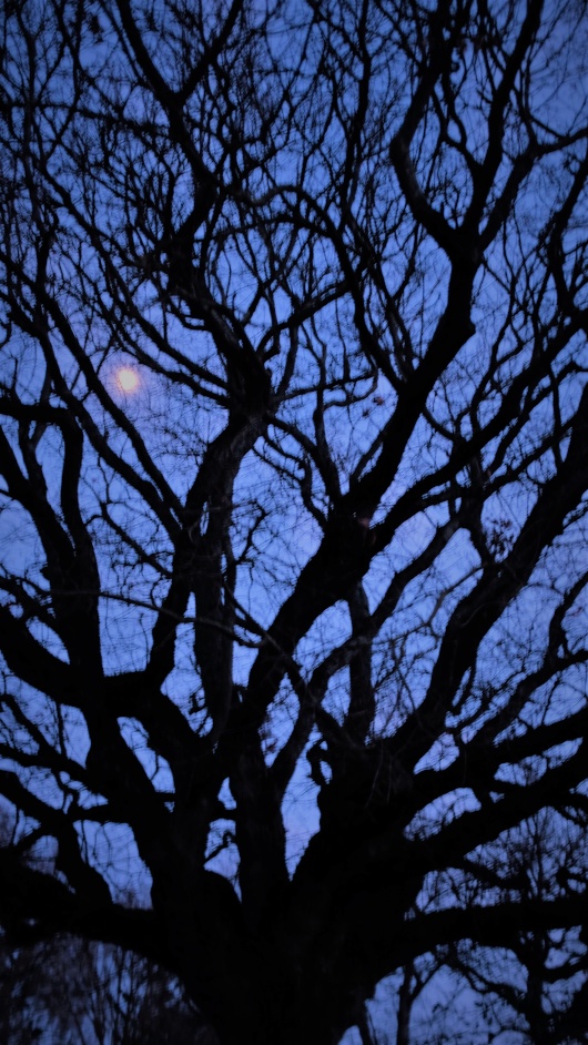 éclat de lune dans les branches