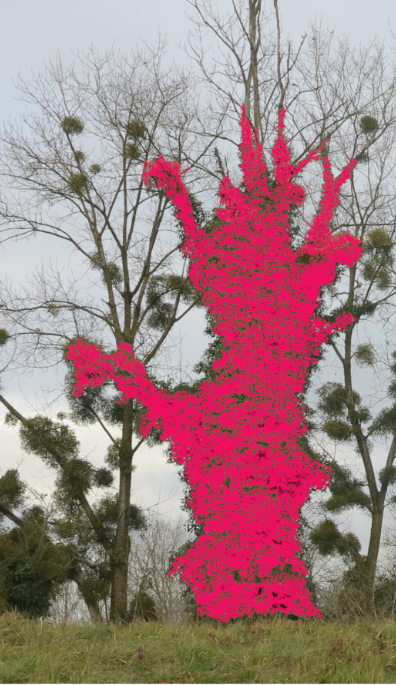 arbre rouge