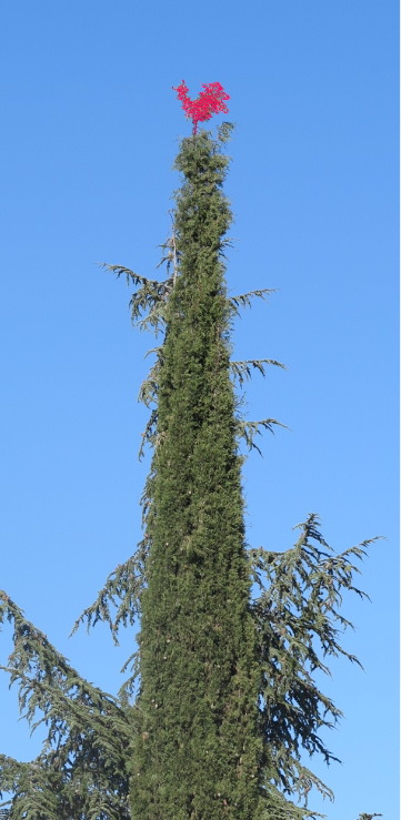 cocorico sylvestre