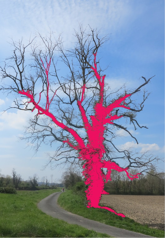 arbre à feux !